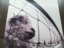 Vs. [LP] by Pearl Jam (Vinyl, Oct-1993, Epic Associated) - Never Played
