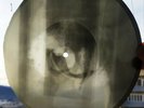 USSR GEORGIAN X-RAY ROENTGEN BONES  RECORD  UNIQUE ITEM 100% ORIGINAL