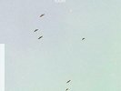 LYCORISCORIS-FLIGHT VINYL LP NEW