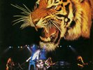 TYGERS OF PAN TANG - TYGERS OF PAN TANG - LIMITED JAPANESE RELEASE - RARE