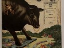 Bull Angus Self Titled 1971 PROMO Hard Rock LP Glossy Mint- Vinyl VG Sleeve