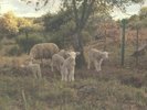 FOSTER, Josephine - No Harm Done - Vinyl (LP + postcard + MP3 download code)