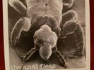 The Anal Fleas, Landlord. Origional 1982 punk pressing 50 only