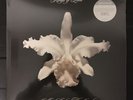 Kings Of Leon Aha Shake Heartbreak Limited Transparent Vinyl