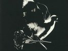 POP SMOKE - Shoot For The Stars Aim For The Moon (Deluxe Edition) - Vinyl (3xLP)