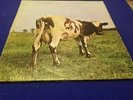 Pink Floyd  Atom Heart Mother    Promo  Prog; Psych   Original Cover