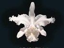 Kings of Leon - Aha Shake Heartbreak - LP Vinyl - NEW