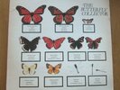 THE JAM - THE BUTTERFLY COLLECTOR - 2XLP UNOFFICIAL LIVE RELEASE- VERY RARE 1980