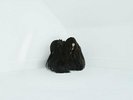 CHELSEA WOLFE Hiss Spun - 2LP / Black Vinyl - Limited - Etched Side D + DL Card