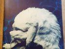 Chapterhouse LP Whirlpool UK 1991 Dedicated 1st Press & 1 Sided 12