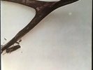 Wishbone Ash - Wishbone Ash - Original 1970 vinyl LP - Excellent condition