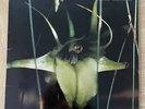 Psychic TV - Dreams Less Sweet 1983 UK LP + 12