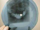 BEATLES SHE'S LEAVING HOME X-Ray USSR Record Roentgen Bones Ribs Music Vinyl