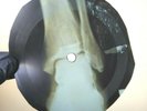 FREDDY CANNOT PALISADES PARK X-Ray USSR Record Roentgen Bones Ribs Music Vinyl
