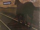 Night Vision by Bruce Cockburn (LP, Gold, True North, Canada, TN-11, Sealed)