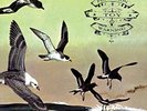 FLOTATION TOY WARNING-Bluffer`s Guide To The Flight Deck (2LP) VINYL NEUF