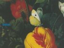 Morphine (2) | Good [LP, Album, Ltd, Num, RE, Whi]