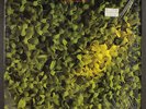 VARIOUS: i love the smell of napalm - a creation compilation ROUGH TRADE 12