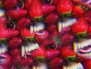 THEE OH SEES FLOATING COFFIN CASTLE FACE RECORDS VINYLE NEUF NEW VINYL LP RED