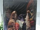 Pidgeon LP 1969 1st Pressing Promo Good ++ Vinyl and Cover White Label Decca