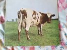 PINK FLOYD Atom heart Mother HARVEST LP A-2G / B-3G SHVL 781