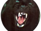 David Bowie - Cat People (Putting Out Fire) (1982) () (7