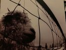 Vs. [LP] by Pearl Jam (Vinyl, Oct-1993, Epic Associated)