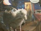 fall out boy 12” vinyl Infinity On high