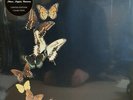 The Courteeners More. Again. Forever. vinyl LP ID1167z