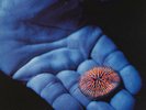 COLDPLAY - The Blue Room E.P.  ( vinyl ) 7