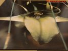 Psychic TV ‎- Dreams Less Sweet - UK 1983 Some Bizzare CBS 25737 Vinyl LP Album