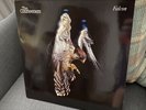 Courteeners LP  Falcon RSD  White Vinyl Used