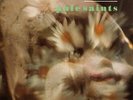 Pale Saints - Mrs. Dolphin [Green & Black Splatter Vinyl] - NEW Sealed Vinyl LP