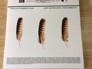 The Appleseed Cast, Low Level Owl I + II, 3x LP Vinyl Record “Natural” Variant