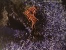 Of Feather And Bone - Sulfuric Disintegration [ LP Blue Vinyl ]