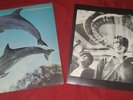 Orange Juice - You Can't Hide Your Love Forever - Good 1982 LP Polydor POLS 1057