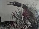 Voices of the Loon Vinyl LP Bird Calls Record 1980 Audobon Society NEW SEALED