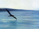 Chick Corea: Return To Forever (Vinyl)
