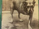 Alice In Chains  self-titled debut gatefold 2LP original 1995 pressing C267248 C