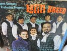 Latin breed