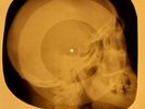 Everly Brothers - Til I Kissed You X-RAY OF USSR X-RAY BONES RECORD