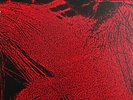 Pop Will Eat Itself NOW FOR A FEAST Australian 1989 POSSUM Records RARE LP