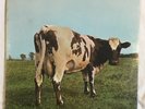 CRANIUM'S The Pink Floyd ATOM HEART MOTHER orig 