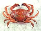 MARIACHI EL BRONX (10 YEAR ANNIVERSARY EDITION) (US IMPORT) VINYL LP NEW