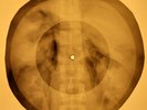 Elvis Presley - Too Much  X-RAY OF THE USSR X-RAY BONES RECORD
