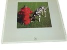 Rush SIGNALS 1982 LP VG+ Vinyl
