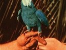 Andrew Bird - Are You Serious [New Vinyl LP] Gatefold LP Jacket, With Bonus 7