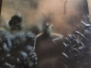 Steely Dan - Katy Lied [LP]  MCA  RECORDS 37043 1975