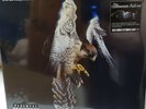 THE COURTEENERS FALCON WHITE VINYL RSD NEW SEALED (LIAM FRAY)
