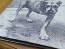 Alice In Chains, self-titled debut gatefold 2LP/original 1995 pressing